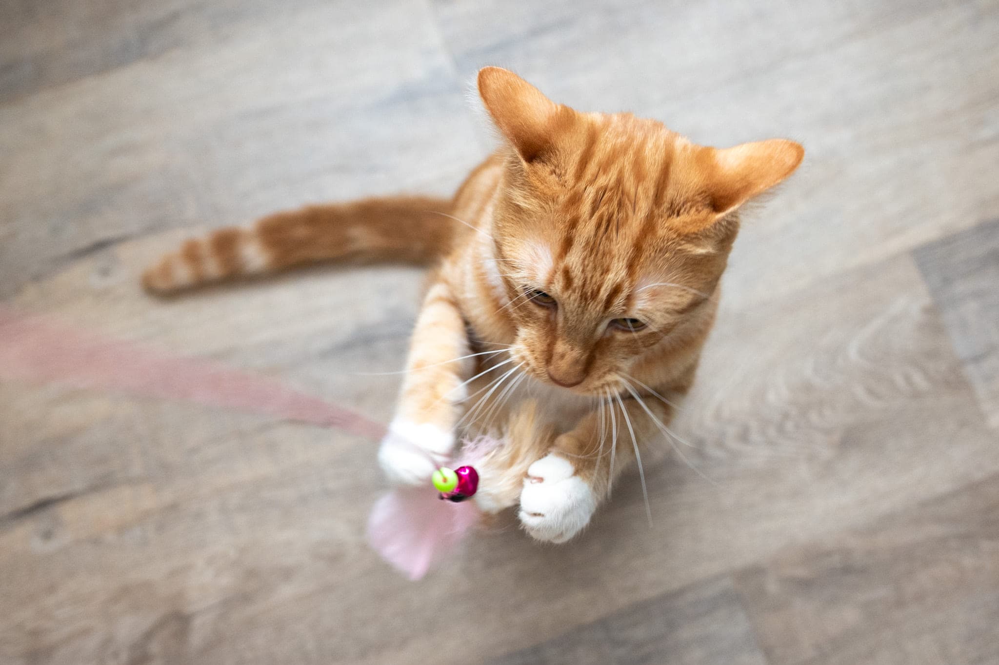 Cats, photo 6
