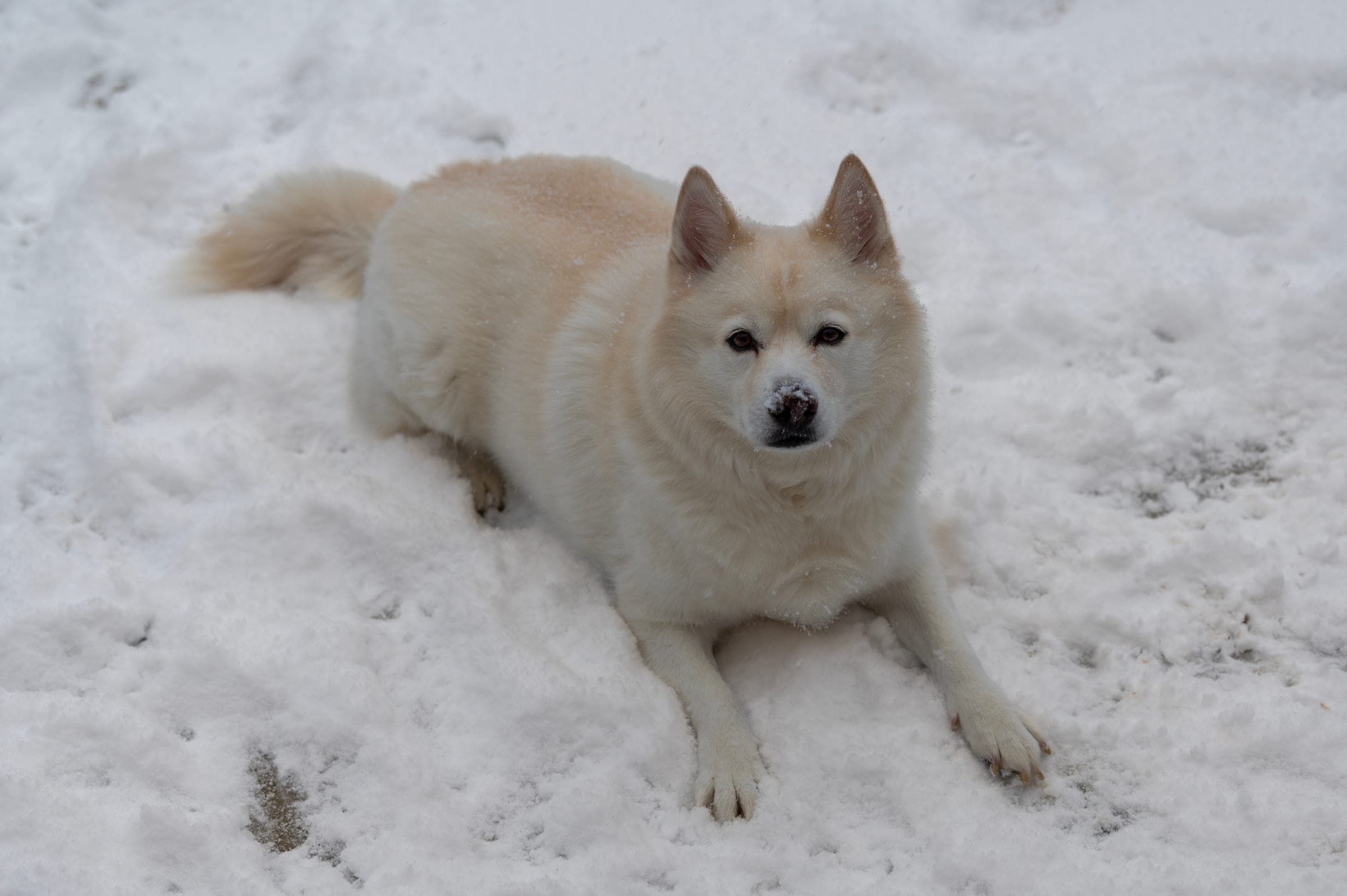 Dogs in the Snow, photo 1
